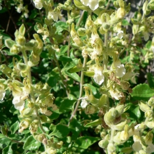 Photographie n°22779 du taxon Teucrium flavum L. [1753]