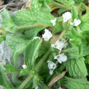 Photographie n°22780 du taxon Sideritis romana L. [1753]