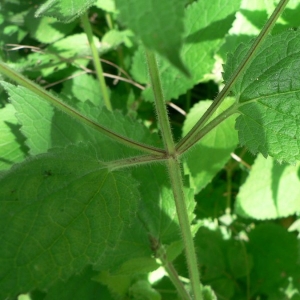 Photographie n°22781 du taxon Stachys sylvatica L.