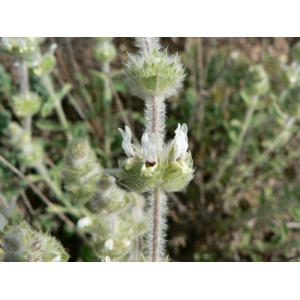 Sideritis hirsuta L. subsp. hirsuta (Crapaudine hirsute)