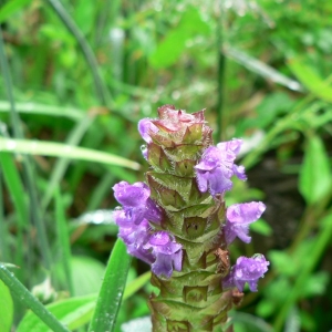 Photographie n°22789 du taxon Prunella vulgaris L. [1753]