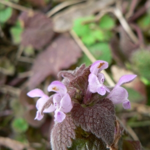 Photographie n°22797 du taxon Lamium purpureum L. [1753]