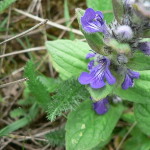 Photographie n°22798 du taxon Ajuga genevensis L. [1753]