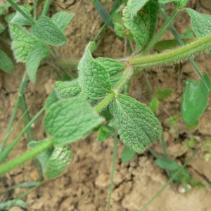 Photographie n°22799 du taxon Stachys recta L.