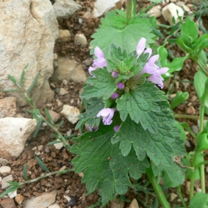 Photographie n°22802 du taxon Lamium hybridum Vill. [1786]