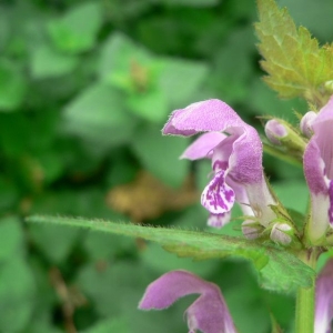 Photographie n°22803 du taxon Lamium maculatum (L.) L. [1763]