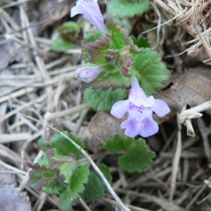 Photographie n°22810 du taxon Glechoma hederacea L. [1753]