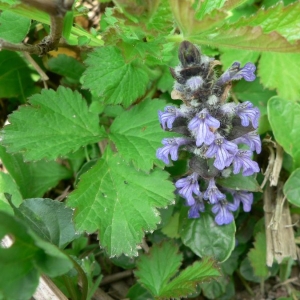 Photographie n°22818 du taxon Ajuga reptans L. [1753]