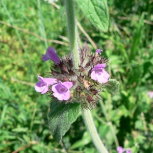 Photographie n°22822 du taxon Clinopodium vulgare L.