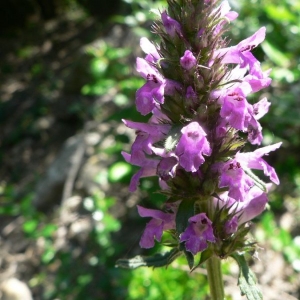 Photographie n°22824 du taxon Stachys officinalis (L.) Trévis. [1842]