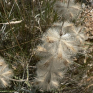 Photographie n°22829 du taxon Phlomis lychnitis L. [1753]