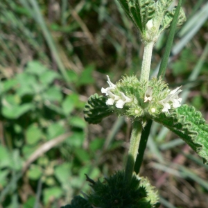 Photographie n°22835 du taxon Marrubium vulgare L. [1753]