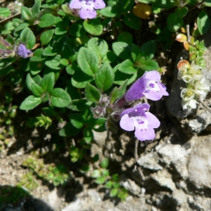 Photographie n°22839 du taxon Acinos alpinus (L.) Moench [1794]