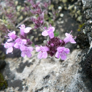 Thymus dolomiticus H.J.Coste (Thym de la dolomie)