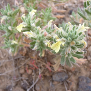 Photographie n°22843 du taxon Ajuga iva subsp. pseudoiva (Robill. & Castagne ex DC.) Briq. [1891]