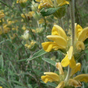 Photographie n°22848 du taxon Phlomis lychnitis L. [1753]