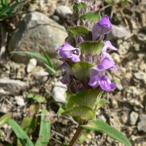 Photographie n°22851 du taxon Prunella hyssopifolia L. [1753]