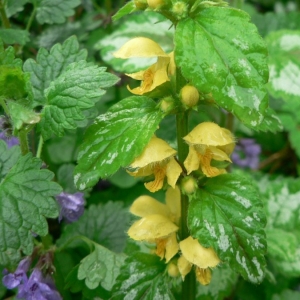 Photographie n°22852 du taxon Lamium galeobdolon subsp. montanum (Pers.) Hayek [1929]