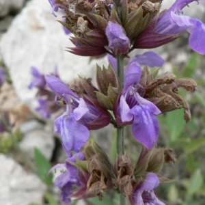 Photographie n°22856 du taxon Salvia officinalis L. [1753]