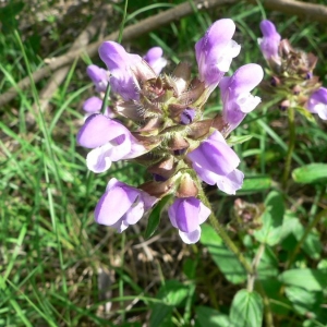 Photographie n°22857 du taxon Prunella grandiflora (L.) Schöller [1775]