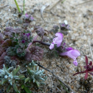 Photographie n°22858 du taxon Lamium amplexicaule L.