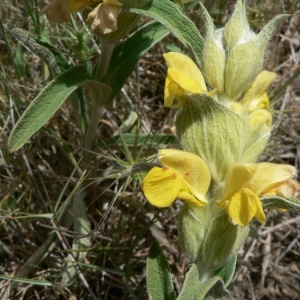 Photographie n°22859 du taxon Phlomis lychnitis L. [1753]