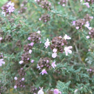 Photographie n°22864 du taxon Thymus vulgaris L. [1753]