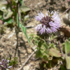 Photographie n°22866 du taxon Mentha pulegium L. [1753]