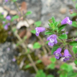 Photographie n°22867 du taxon Acinos arvensis (Lam.) Dandy [1946]