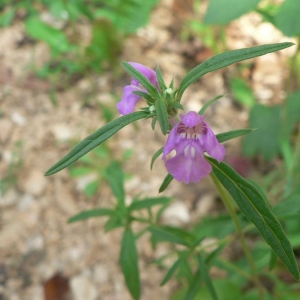 Photographie n°22869 du taxon Galeopsis angustifolia Ehrh. ex Hoffm. [1804]