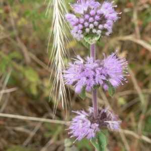 Photographie n°22878 du taxon Mentha pulegium L. [1753]