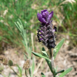 Photographie n°22879 du taxon Lavandula stoechas L. [1753]