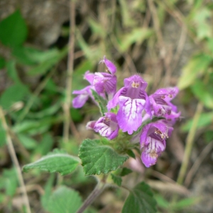 Galeopsis pyrenaica Bartl. (Galéopsis des Pyrénées)