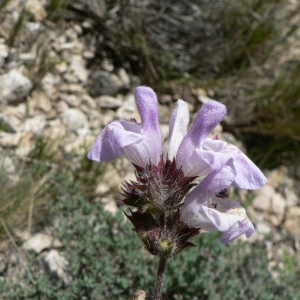Photographie n°22887 du taxon Salvia officinalis L. [1753]