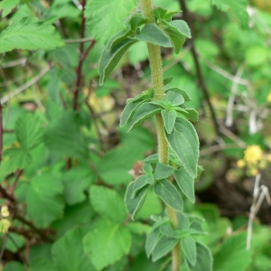 Photographie n°22894 du taxon Origanum vulgare L. [1753]