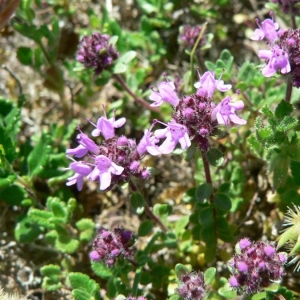 Photographie n°22895 du taxon Thymus serpyllum L. [1753]