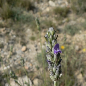 Photographie n°22898 du taxon Lavandula latifolia Medik. [1784]