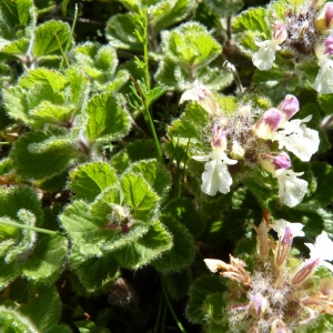 Photographie n°22901 du taxon Teucrium pyrenaicum L. [1753]