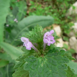 Photographie n°22905 du taxon Lamium hybridum Vill. [1786]