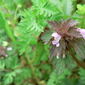 Photographie n°22907 du taxon Lamium hybridum Vill. [1786]