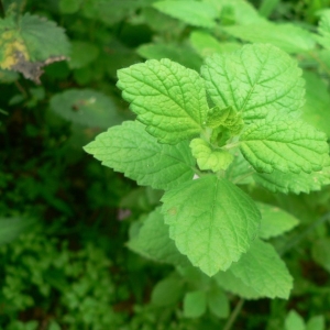 Photographie n°22909 du taxon Melissa officinalis L.