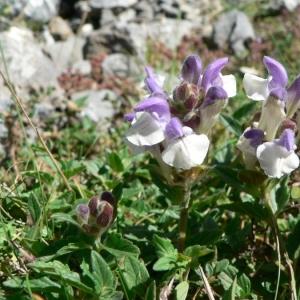 Photographie n°22917 du taxon Scutellaria alpina L.