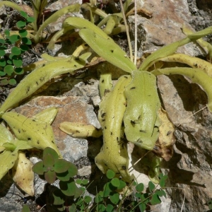 Pinguicula grandiflora subsp. longifolia (Ramond ex DC.) Nyman (Grassette à feuilles longues)