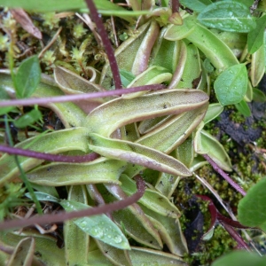 Photographie n°22935 du taxon Pinguicula alpina L. [1753]