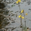  Mathieu MENAND - Utricularia australis R.Br. [1810]