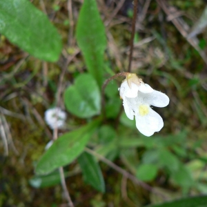 Photographie n°22940 du taxon Pinguicula alpina L. [1753]