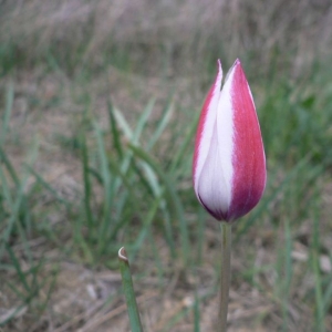 Photographie n°22944 du taxon Tulipa clusiana DC. [1804]