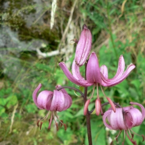 Photographie n°22945 du taxon Lilium martagon L.