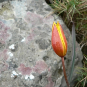 Photographie n°22946 du taxon Tulipa sylvestris subsp. australis (Link) Pamp. [1914]