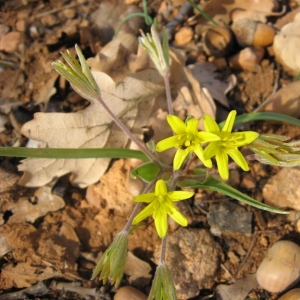 Photographie n°22947 du taxon Gagea villosa (M.Bieb.) Sweet [1826]